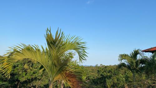a palm tree in front of some trees at Campito Carmen Luisa in San Cristóbal