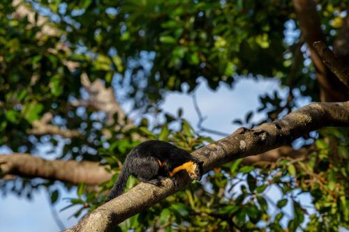 a bird is sitting on a tree branch at The Ritz-Carlton, Langkawi in Pantai Kok