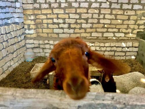 un primo piano di una capra che guarda la telecamera di 4-BRS Entire FarmHouse in Ismailia lGreen Paradise a Ismailia