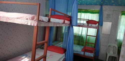 3 stapelbedden in een kamer met blauwe gordijnen bij Quickshape/Quickshield Homestay in Naga