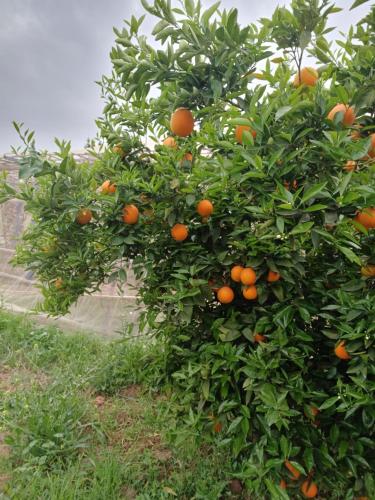 Dar limoune في مراكش: شجرة برتقال مع الكثير من البرتقال عليها