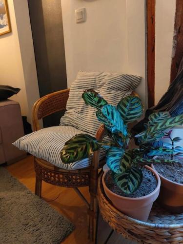 un salon avec deux plantes en pot et une chaise dans l'établissement Parfaite et confortable demeure, à Paris