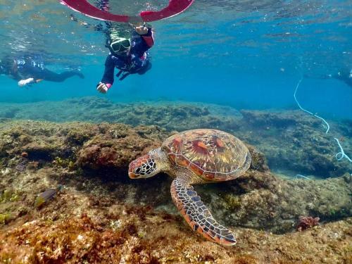 a person swimming next to a turtle in the ocean at Oceanic Pearl Resort in Xiaoliuqiu
