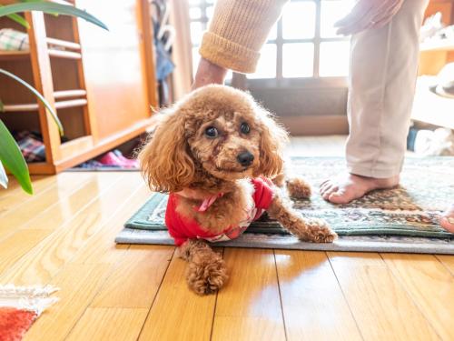 mały brązowy pies siedzący na dywanie w obiekcie Kawabata Ryokan Takehara by Tabist w mieście Takekara