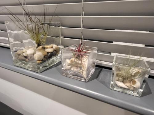 tre vasi di vetro con delle piante su uno scaffale di Dragonflies a Hordle