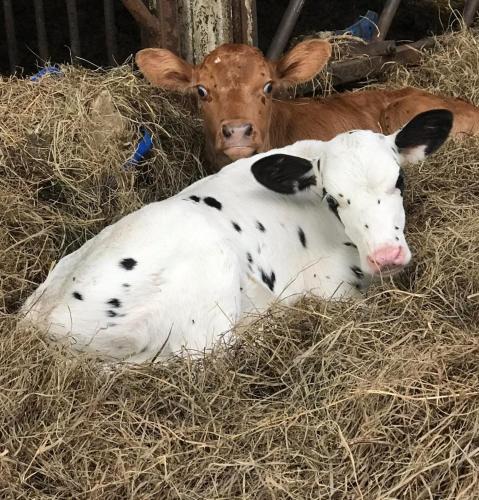 two cows are laying in some hay at Szyszkowy Domek in Milejczyce