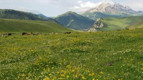 un champ vert de fleurs avec des montagnes en arrière-plan dans l'établissement кайынды, à Acha-Kayyngdy