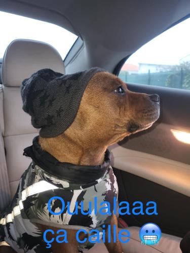 a dog sitting in a car looking out the window at Les logis d'argent Studio indépendant Parking Entrée autonome Linge de Lit et Serviettes Wifi fibre TV connectée in Mimizan