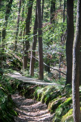 a dirt trail in a forest with trees at Ferienhaus Leni Bettwäsche Handtücher inkl in Hasselfelde