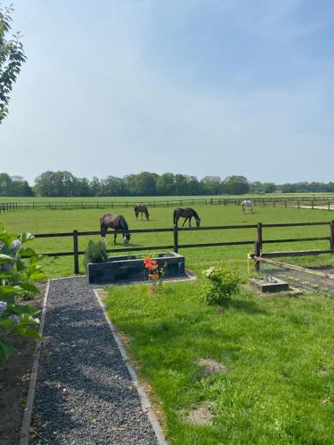 a group of horses grazing in a field at Erve Het Roolvink Boerderij Appartementen 40-50 M2 in Enschede