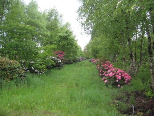a garden with pink flowers and trees and grass at Dollhouse Modern retreat in Wiesmoor