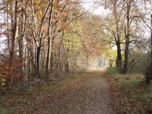 a dirt road in a wooded area with trees at Peter Lassau Modern retreat in Templin