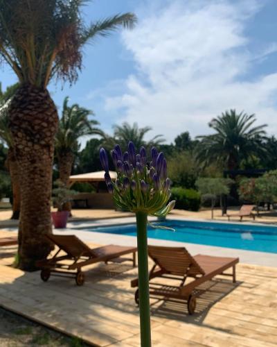 a purple flower in front of a swimming pool at Tropic Hôtel in Rivesaltes