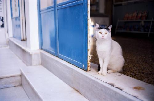 a white cat sitting next to a blue door at Magnificent Athens Villa 1 Bedroom Villa Aizen Garden View Ground Floor Platia Agion Asomaton in Athens