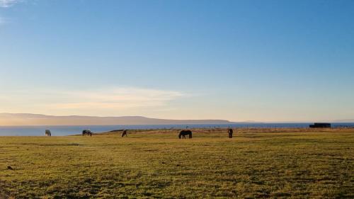 a group of horses grazing in a field next to the water at Fornilækur Guesthouse in Blönduós