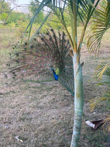 un pavo real parado junto a una palmera en Campito Carmen Luisa en San Cristóbal