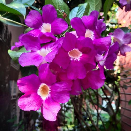 a bunch of purple flowers in a vase at MrT Riverside Sampran มิสเตอร์ที โฮมสเตย์-ริมนที in Sam Phran