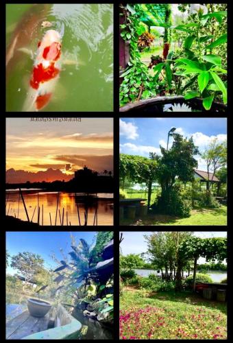 a collage of pictures of different types of plants at MrT Riverside Sampran มิสเตอร์ที โฮมสเตย์-ริมนที in Sam Phran
