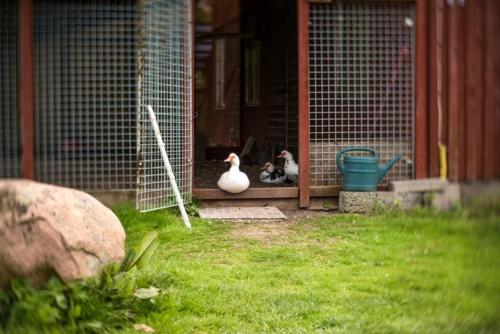 a couple of ducks sitting in a cage at Västervik rum & Stugor in Västervik