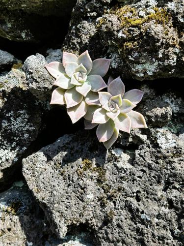 a plant sitting on top of some rocks at Adega Baía Azul - The essence of Pico in São Roque do Pico