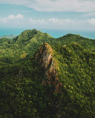 a mountain covered in green trees and bushes at POSADA ALEENY in Providencia