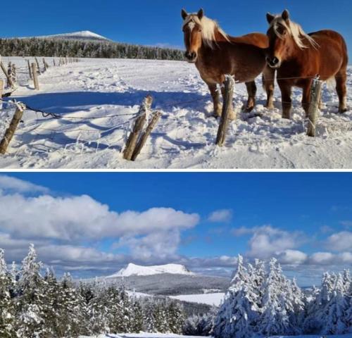 two pictures of a horse standing in the snow at Chalet Hibou Domaine de la Mamounette in Champclause
