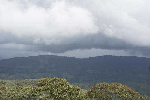 a group of trees in front of a mountain at Deniyaya National backpackers hostel in Deniyaya