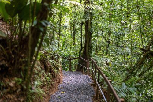 a trail in the jungle with a wooden fence at Cabañas Caeli, El Toucan, Peaceful Rainforest Retreat with Stunning Views in Fortuna