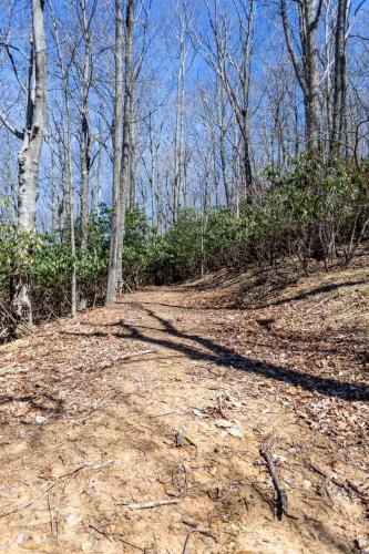 a dirt road in a forest with trees on it at Bluff View Farm in West Jefferson