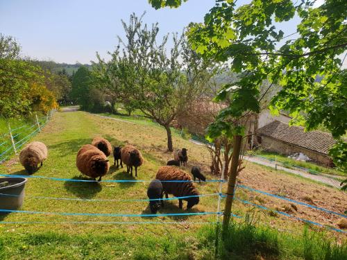 a herd of sheep grazing in a field at Chambre d'Hôtes Côté Glycine in Juré