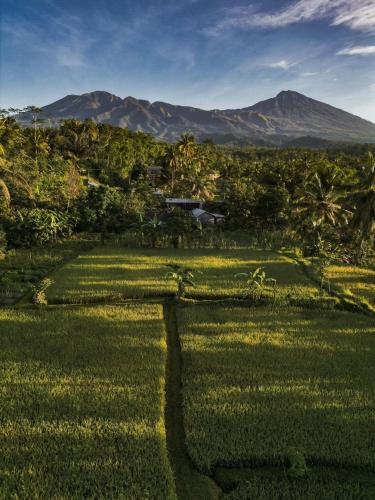 a field of grass with a mountain in the background at Coconut Homestay Tetebatu in Tetebatu