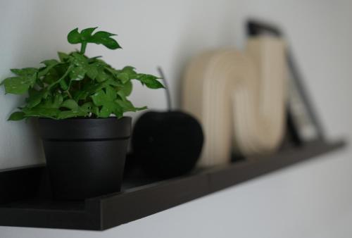 a plant in a black pot on a shelf at Apartma Pikabooth in Topolšica