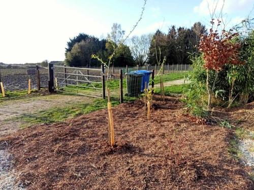 a garden with two trees in the dirt at Woodpecker Shepherds Hut in Boston