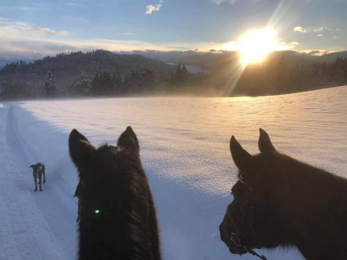 two dogs standing in the snow with the sun behind them at Little Farm Apartments in Feldkirchen in Kärnten