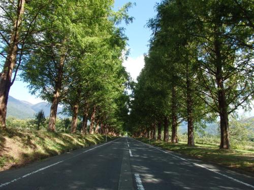 an empty road with trees on either side at Forest Villa YUMESUZU the Closest Accommodation to the Metasequoia Tree-lined Avenue in Takashima