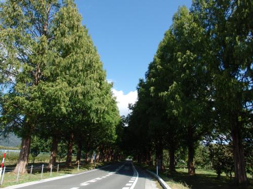 a road lined with trees on either side at Forest Villa YUMESUZU the Closest Accommodation to the Metasequoia Tree-lined Avenue in Takashima
