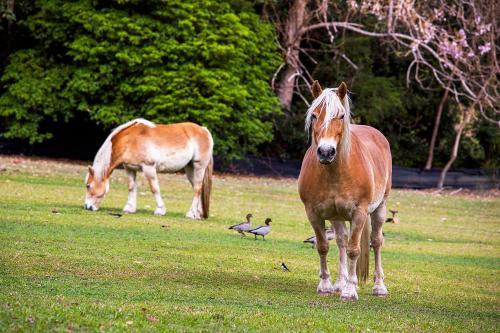 two horses and ducks standing in a field at Valla Beach Top Spot in Valla