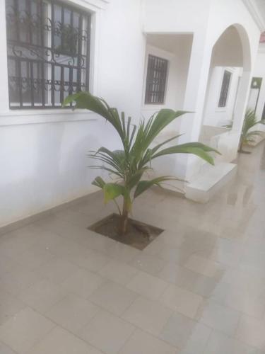 a plant in the middle of a room at Kalilu Holiday apartment in Brusubi