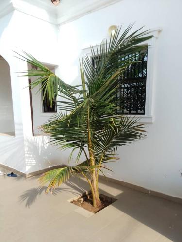 a palm tree in front of a white wall at Kalilu Holiday apartment in Brusubi