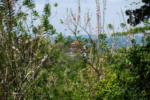 a group of trees and plants with a building in the background at Captain's Bungalow, Kandy in Arawwawala
