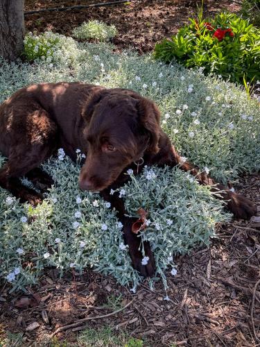 a brown dog laying in the grass with flowers at Barossa Garden Homestay in Williamstown