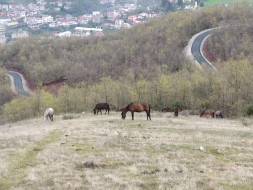 a group of horses grazing in a field at Village Villa with National Park View in Librazhd