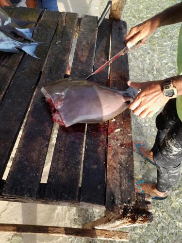 une personne découpe un poisson sur une table dans l'établissement HINAMOE LODGE, à Avatoru