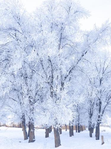 un groupe d'arbres recouvert de neige dans l'établissement Нуска конок уйу, à Kasymbek