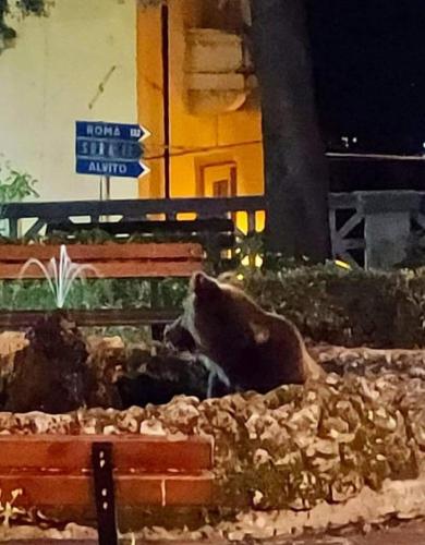a bear sitting on a pile of rocks at VillaGrancassa Hotel Relais in San Donato Val di Comino