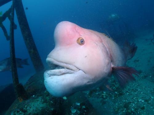 a large pink fish swimming in the water at ゴーゴーマリンホテル 東京千葉館山 in Tateyama
