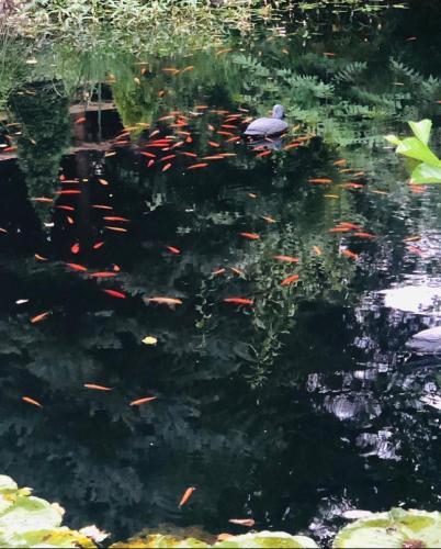 a bird sitting on top of a pond with fishes at Pietro Pokoje B&B Czarna in Czarna