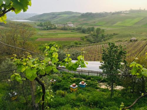 a view of a vineyard from a hill with a train at Guest-house Grandfatherfarm1 in Durrës