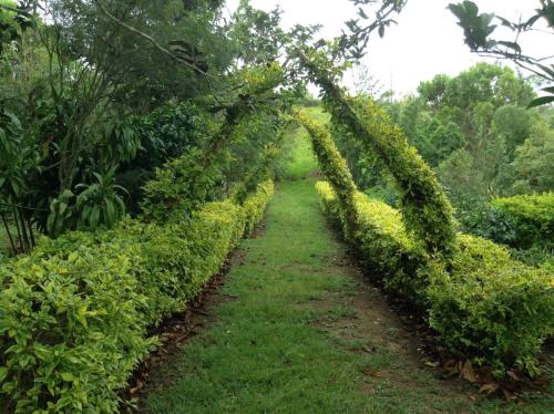 a path through a garden with ivy covered hedges at Villa Liliana Lodge Mesa de los Santos in Los Santos