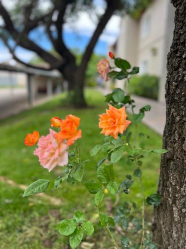 a bunch of orange and pink flowers hanging from a tree at Garden House Hotel in Río Cuarto